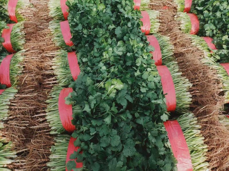 精品大叶香菜大量上市，价格便宜质量保证产地直供来电洽谈