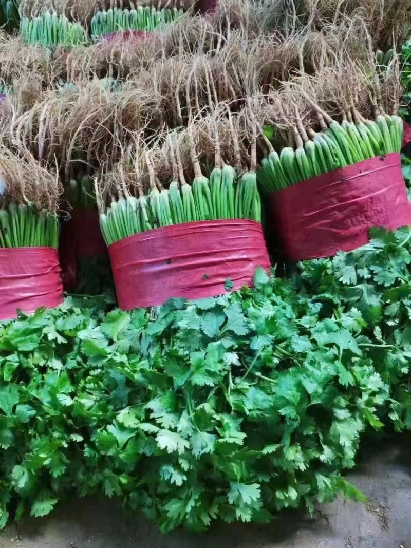 精品大叶香菜大量上市，价格便宜质量保证产地直供来电洽谈