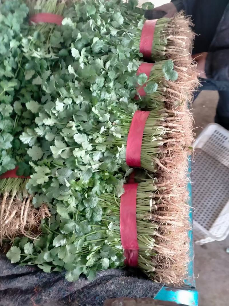 精品大叶香菜大量上市，价格便宜质量保证产地直供来电洽谈