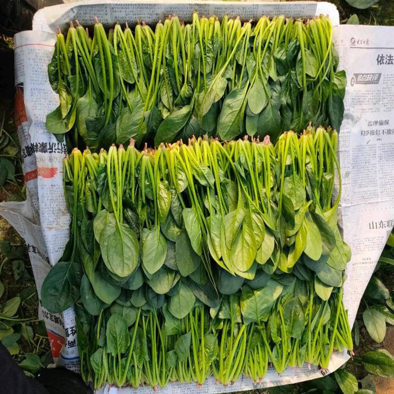 精品菠菜苗，18-21公分，口感好，营养价值高。