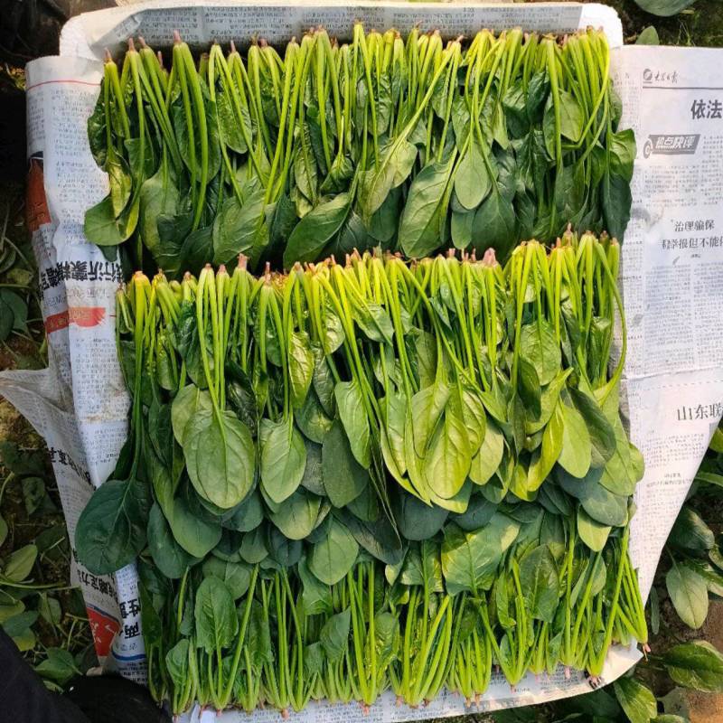 精品菠菜苗，18-21公分，口感好，营养价值高。