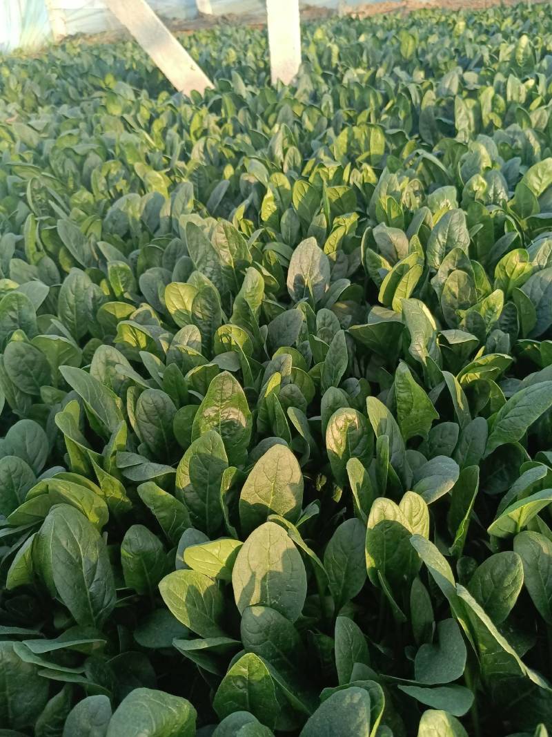 精品菠菜苗，18-21公分，口感好，营养价值高。