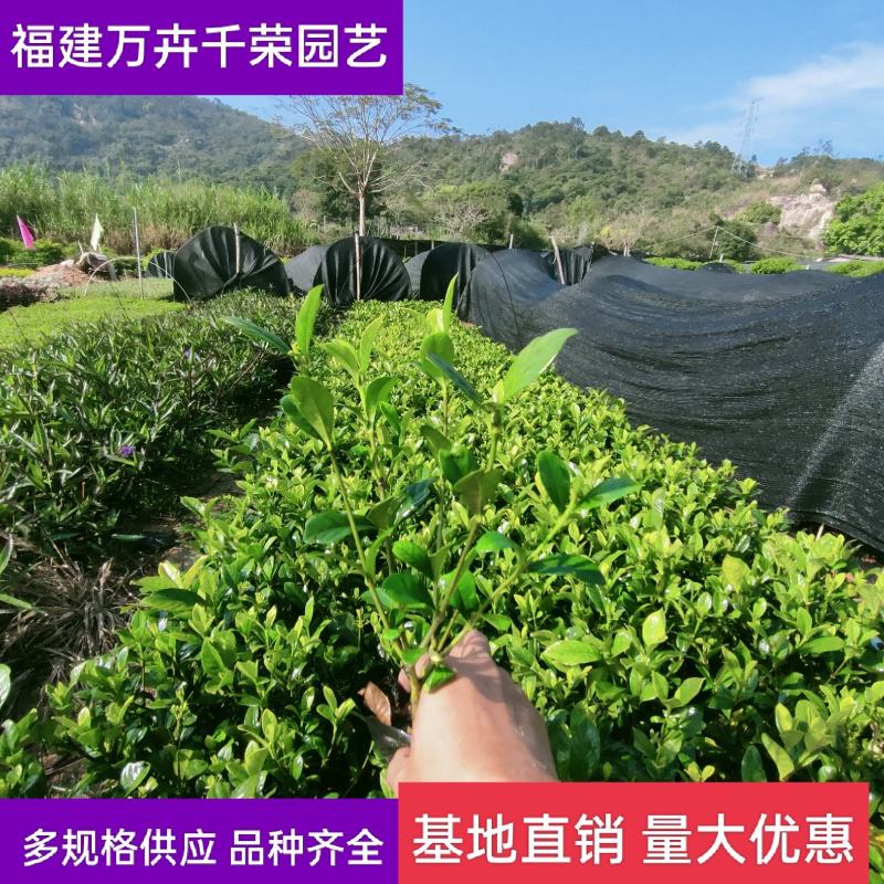 大叶栀子25公分基地直批量大实惠多规格供应