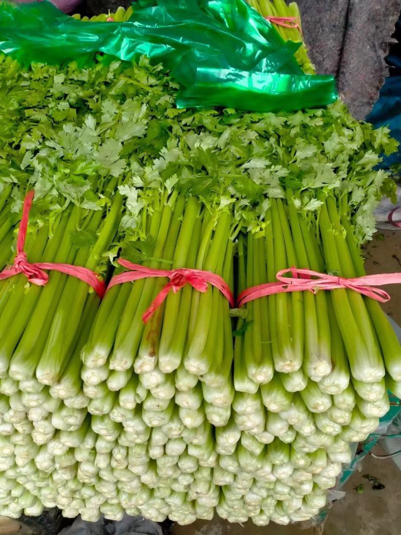 精品芹菜，西芹大量上市产地直供量大优惠欢迎来电咨询