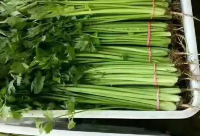 精品芹菜，西芹大量上市产地直供量大优惠欢迎来电咨询