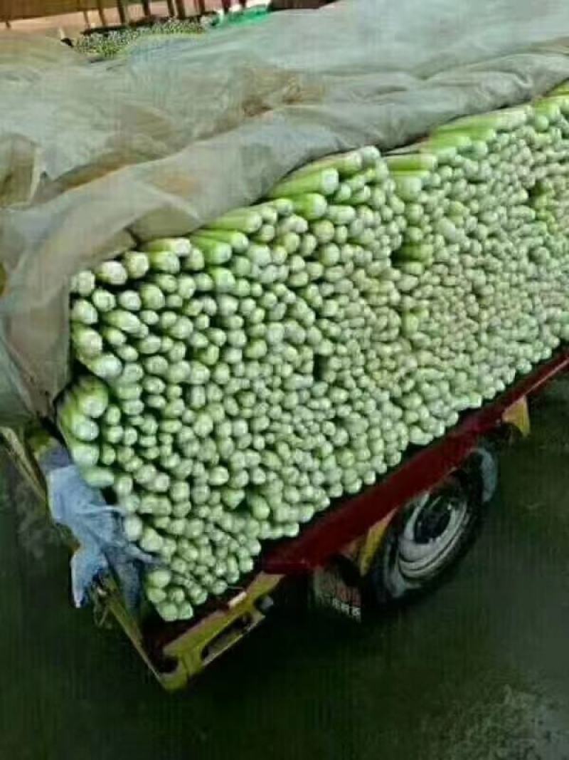 精品芹菜，西芹大量上市产地直供量大优惠欢迎来电咨询