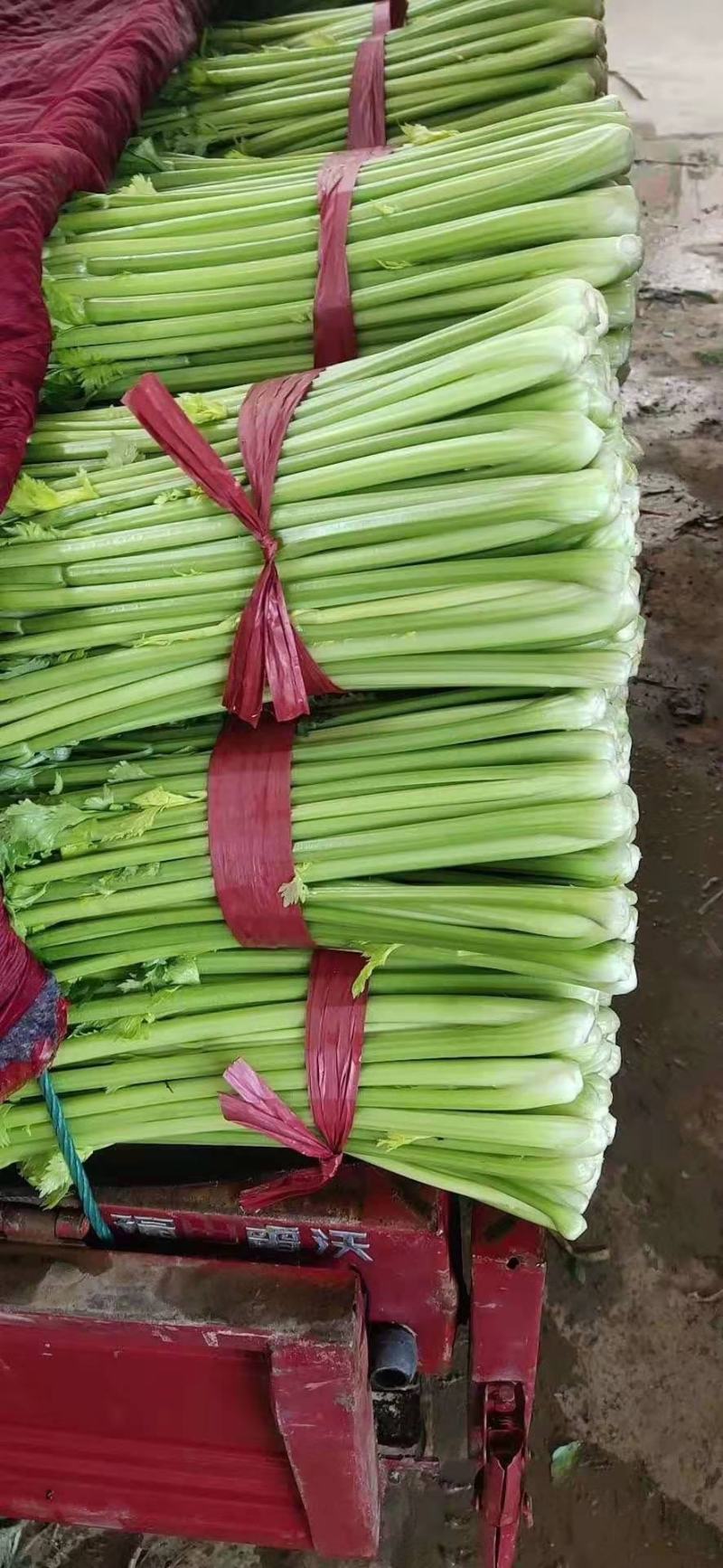 精品芹菜，西芹大量上市产地直供量大优惠欢迎来电咨询