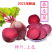 【包邮-20斤甜菜根】热销10斤20斤新鲜农家甜菜根