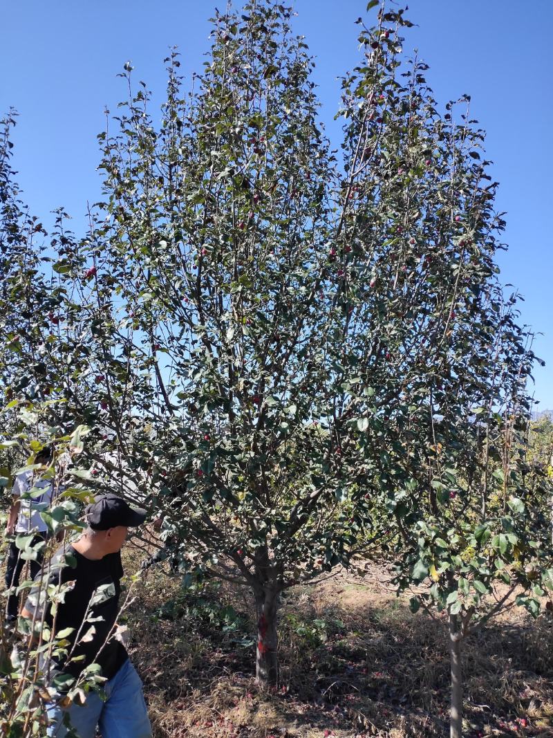 八棱海棠20公分通货八棱海棠树打号起苗装车我们很专业