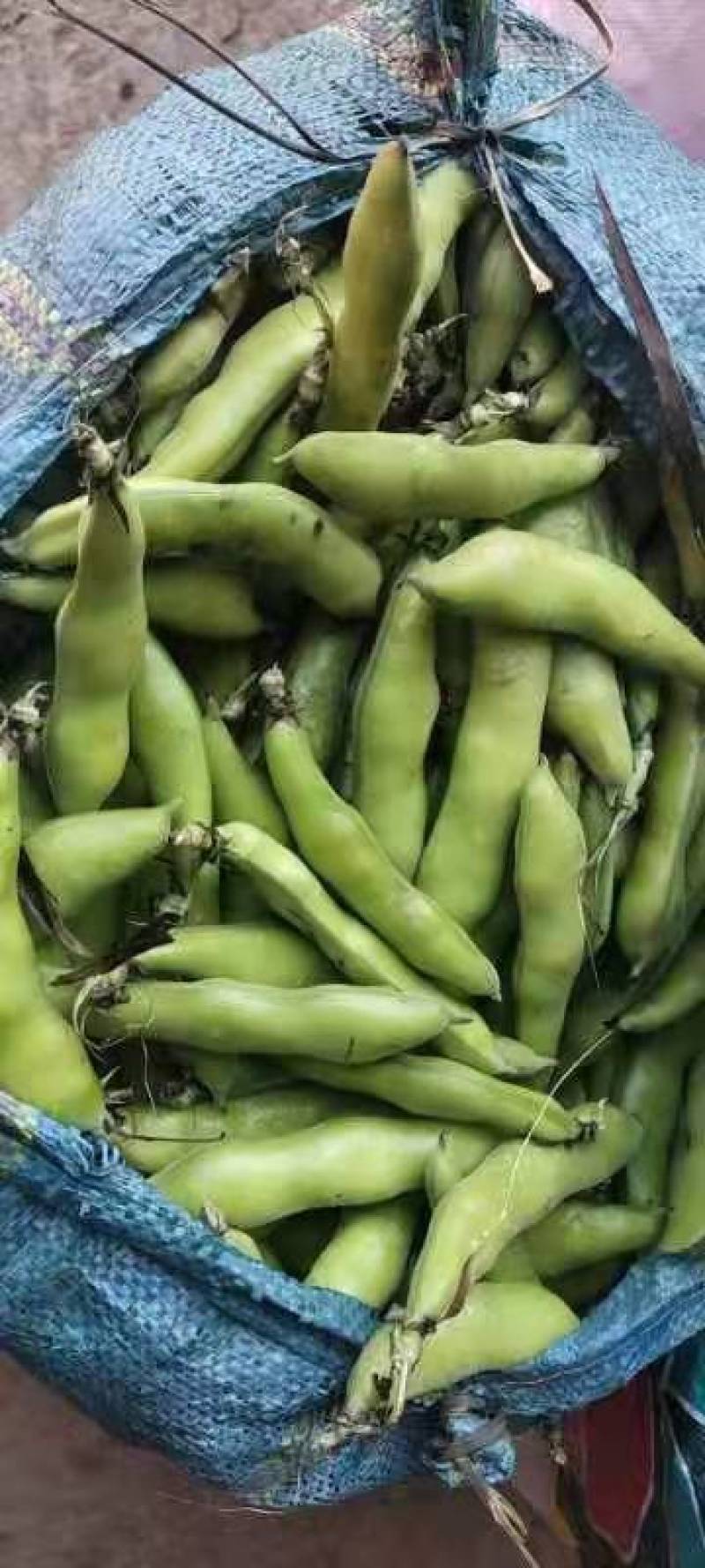 蚕豆。大理各种蔬菜水果代办。（长期代办）