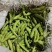 蚕豆。大理各种蔬菜水果代办。（长期代办）