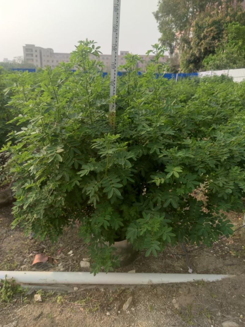 双荚槐公路园林绿化优选灌木，基地直发，一手货源