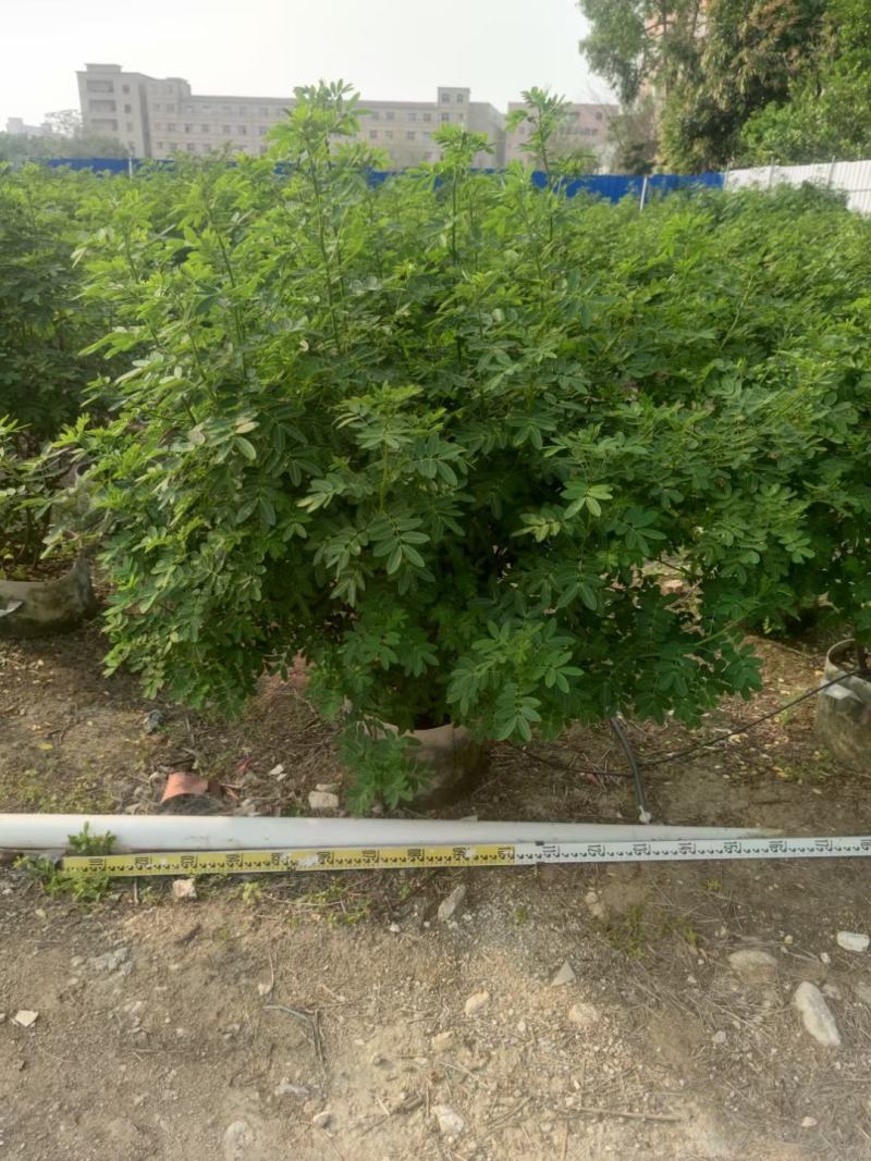 双荚槐公路园林绿化优选灌木，基地直发，一手货源