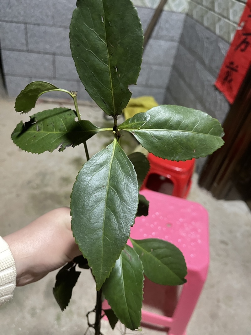 草珊瑚大量有货，新鲜货干货都有需要的老板放心下单