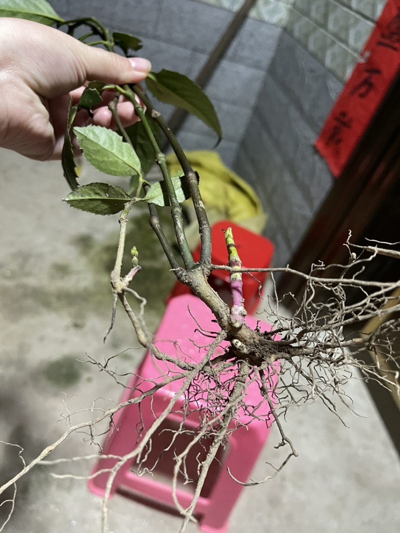 草珊瑚大量有货，新鲜货干货都有需要的老板放心下单