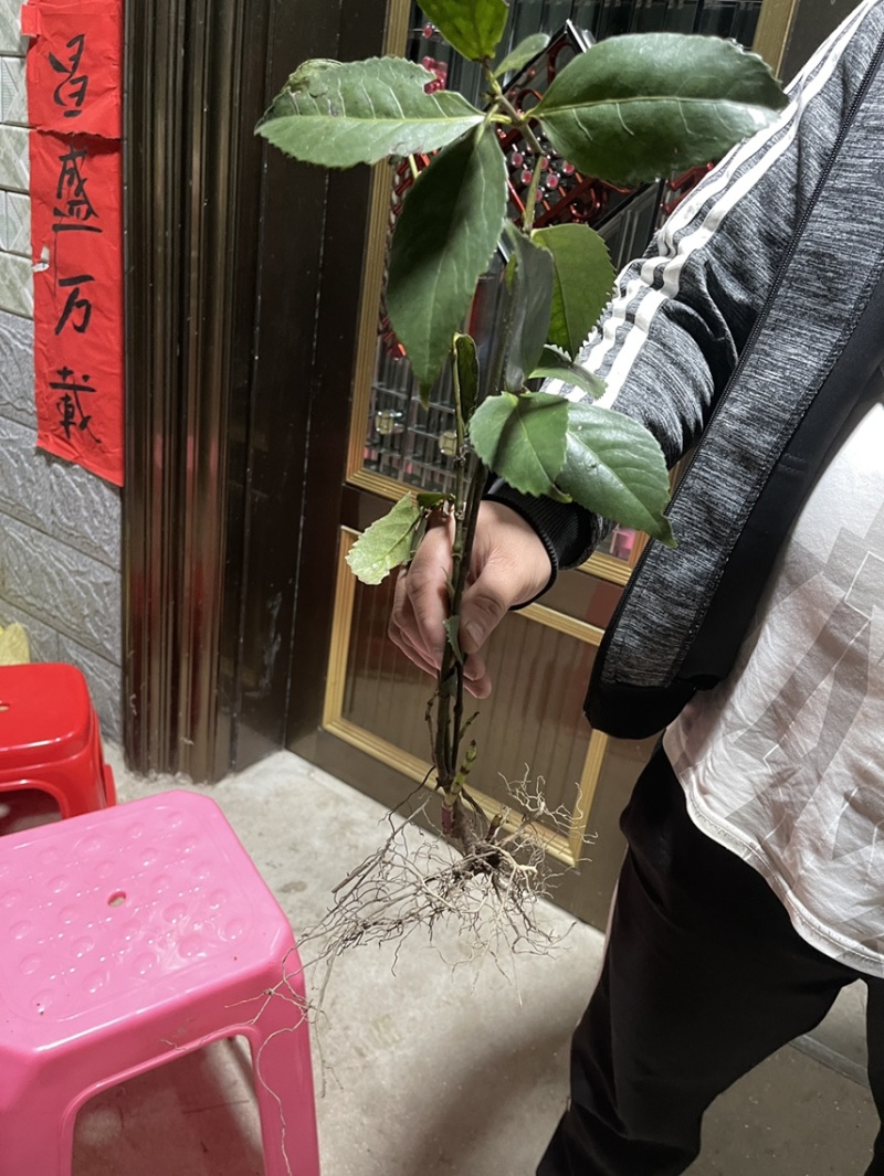 草珊瑚大量有货，新鲜货干货都有需要的老板放心下单