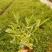 马鞭草柳叶马鞭草云南柳叶马鞭草种植销售