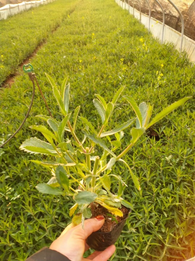 马鞭草柳叶马鞭草云南柳叶马鞭草种植销售