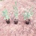 马鞭草柳叶马鞭草云南柳叶马鞭草种植销售