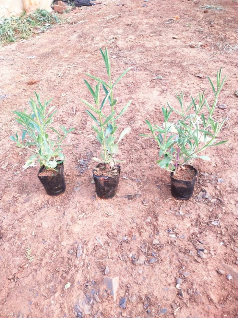 马鞭草柳叶马鞭草云南柳叶马鞭草种植销售