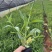 马鞭草柳叶马鞭草云南柳叶马鞭草种植销售