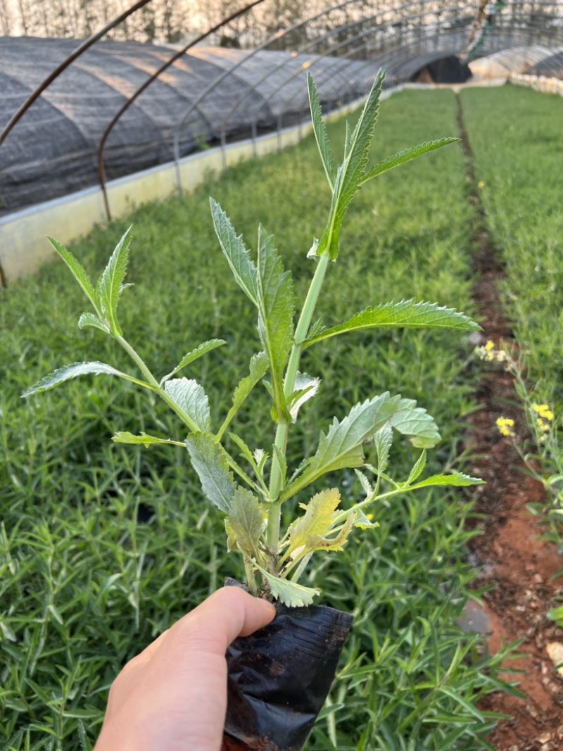 马鞭草柳叶马鞭草云南柳叶马鞭草种植销售