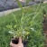 马鞭草柳叶马鞭草云南柳叶马鞭草种植销售