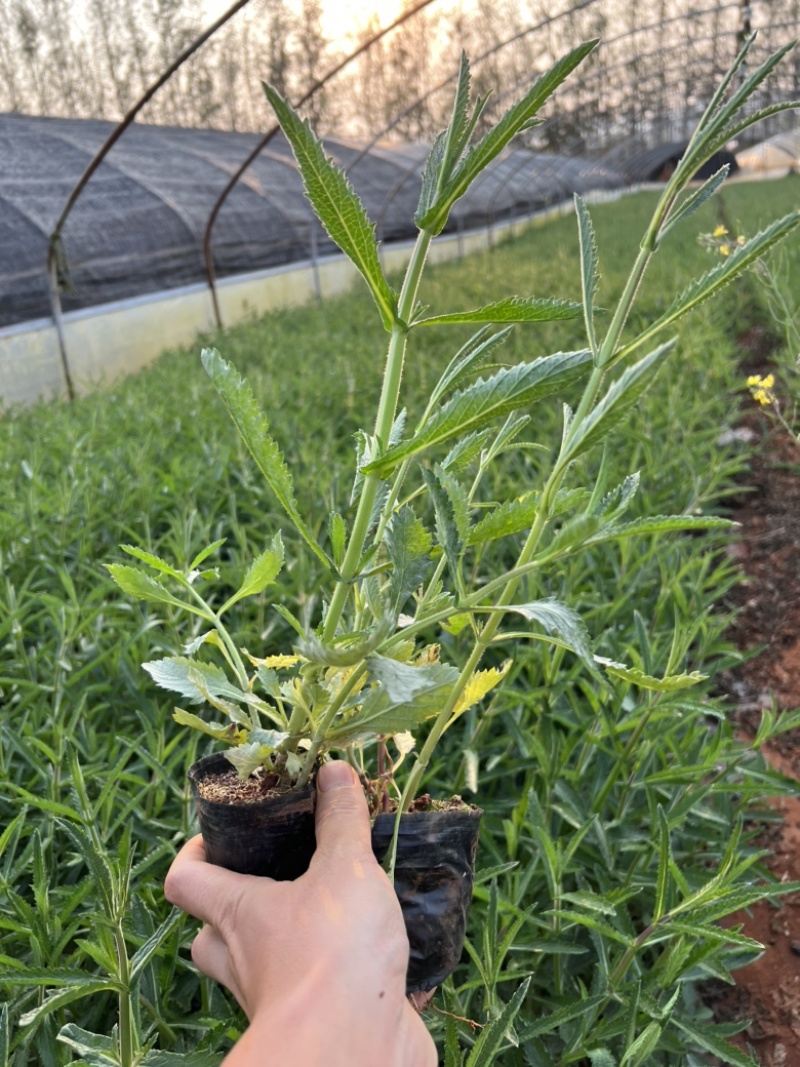 马鞭草柳叶马鞭草云南柳叶马鞭草种植销售