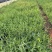 马鞭草柳叶马鞭草云南柳叶马鞭草种植销售