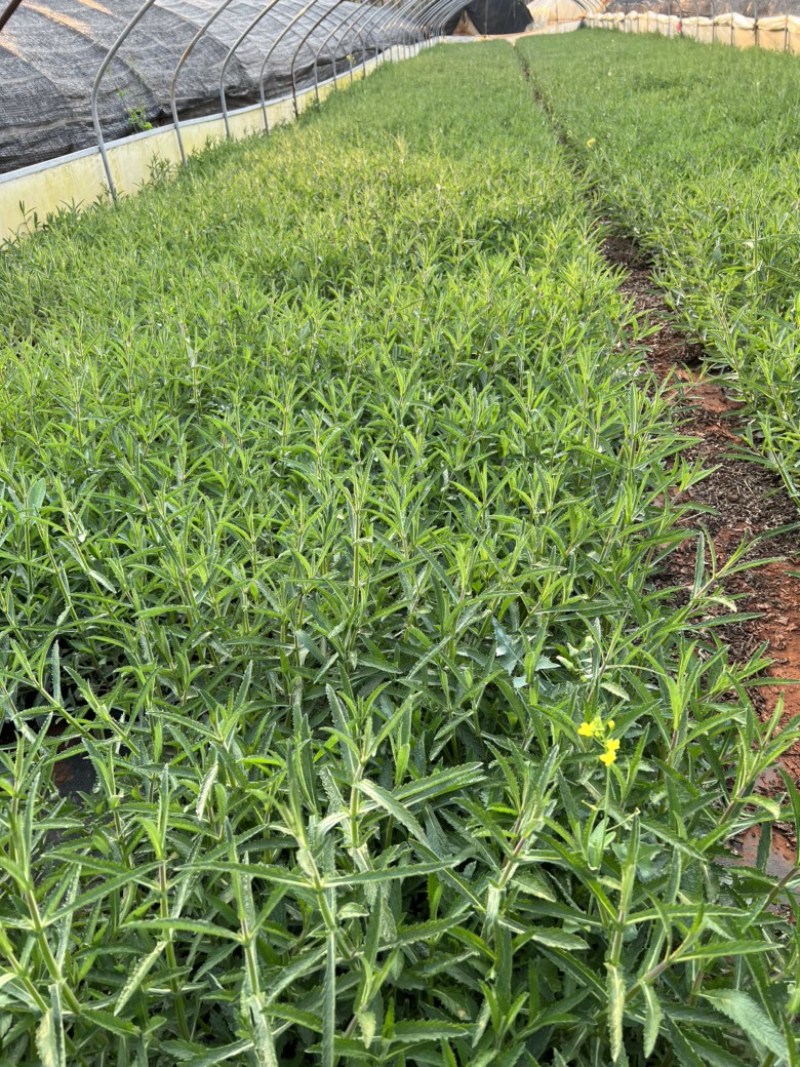 马鞭草柳叶马鞭草云南柳叶马鞭草种植销售