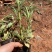 马鞭草柳叶马鞭草云南柳叶马鞭草种植销售