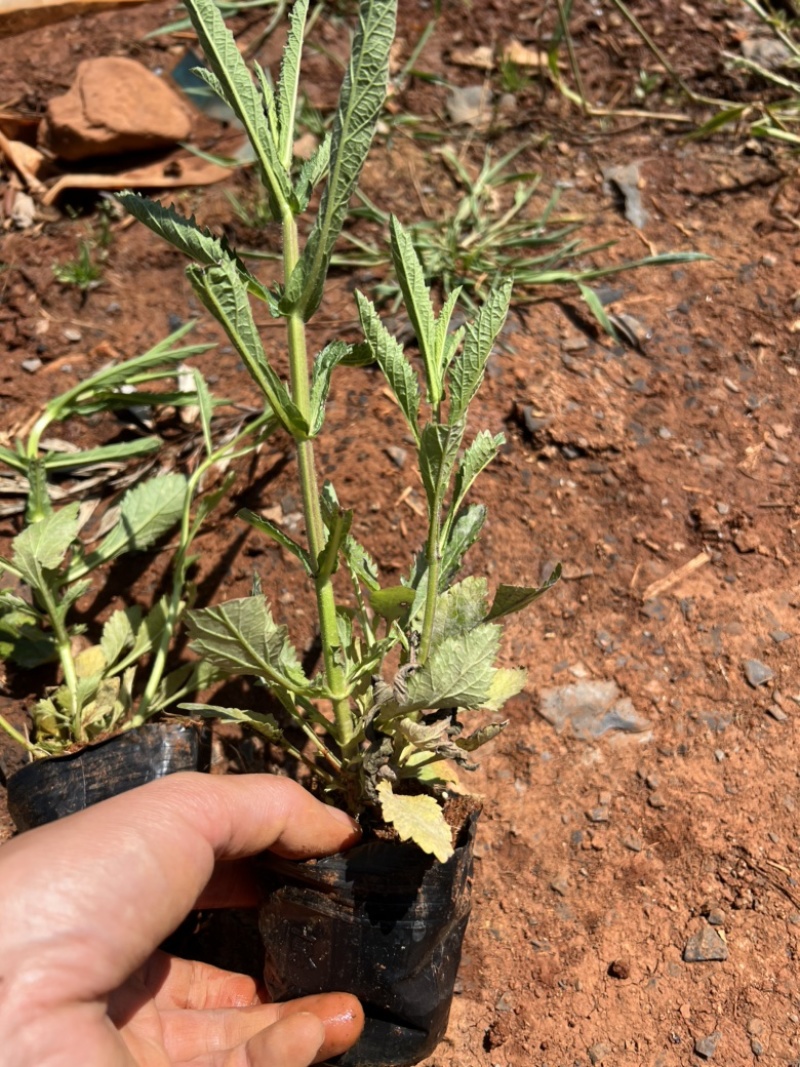 马鞭草柳叶马鞭草云南柳叶马鞭草种植销售
