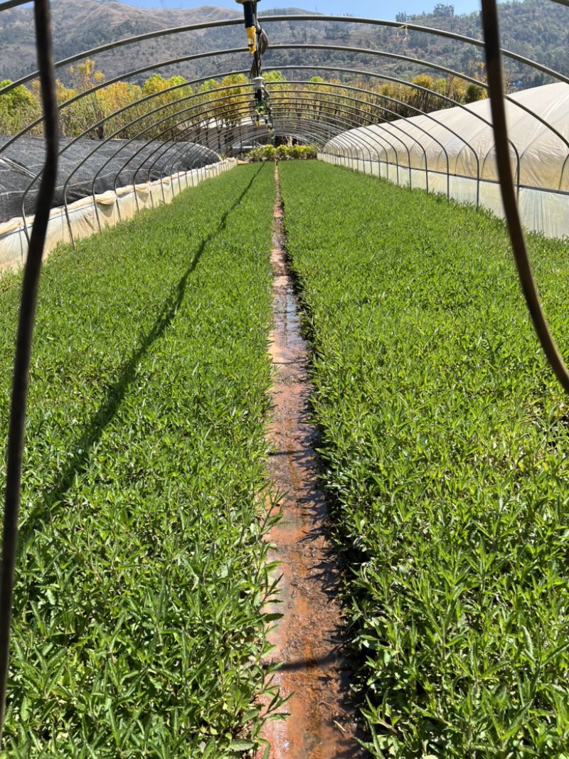 马鞭草柳叶马鞭草云南柳叶马鞭草种植销售