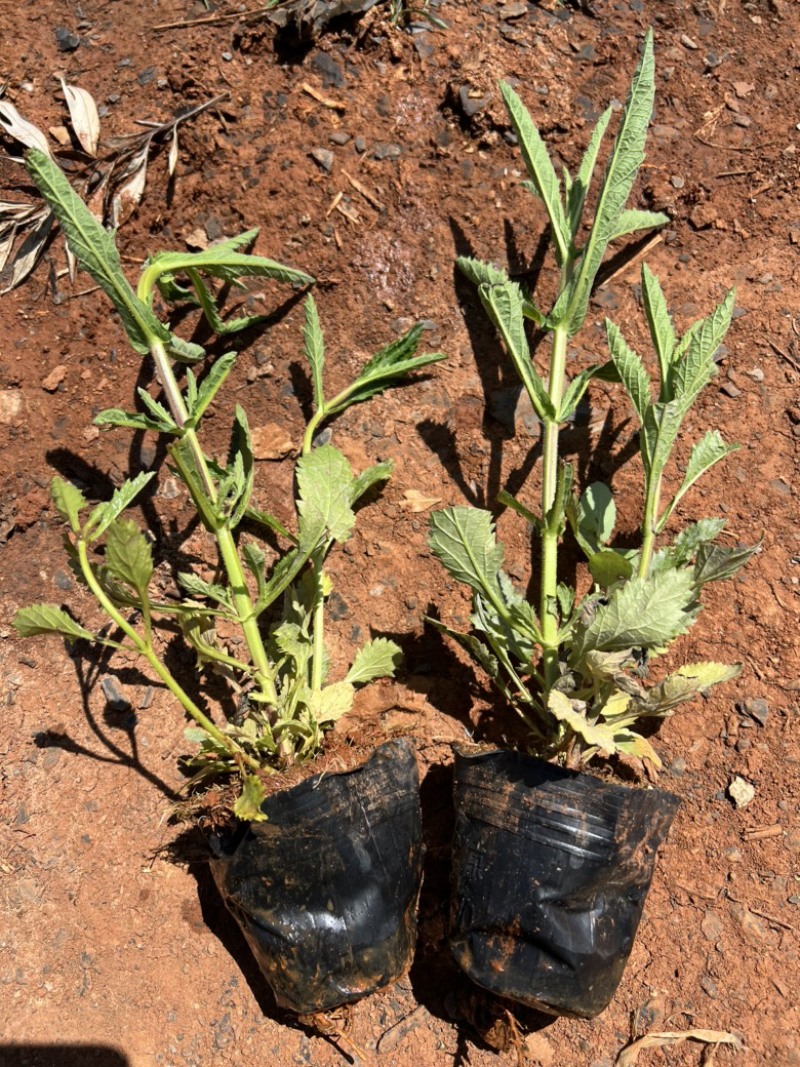 马鞭草柳叶马鞭草云南柳叶马鞭草种植销售