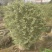 花叶女贞灌木球形绿植批发，一手货源，基地直销