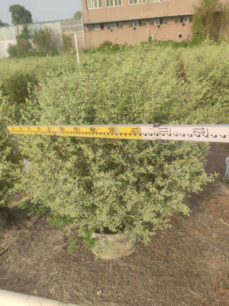 花叶女贞灌木球形绿植批发，一手货源，基地直销