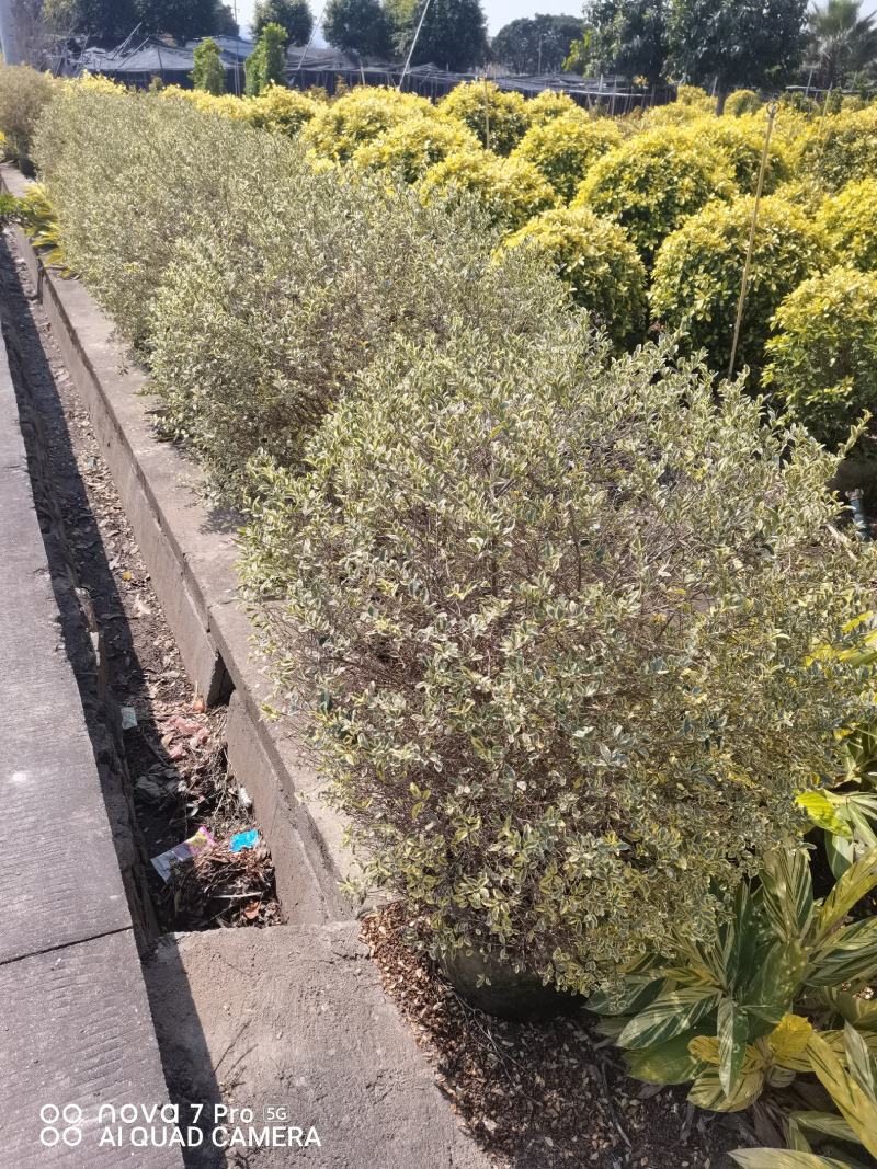 花叶女贞灌木球形绿植批发，一手货源，基地直销