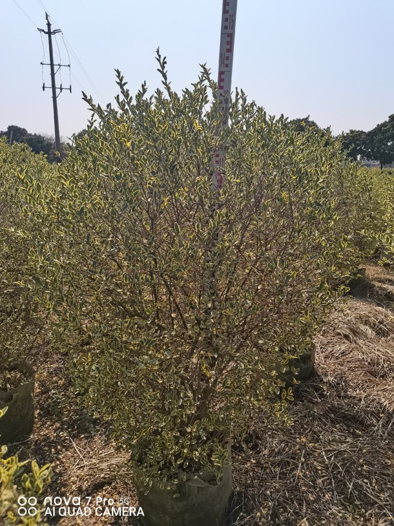 花叶女贞灌木球形绿植批发，一手货源，基地直销