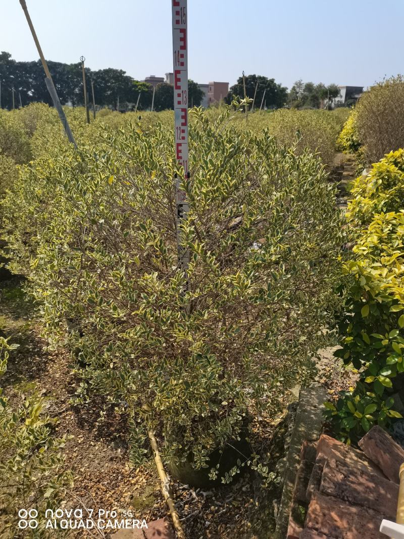 花叶女贞灌木球形绿植批发，一手货源，基地直销