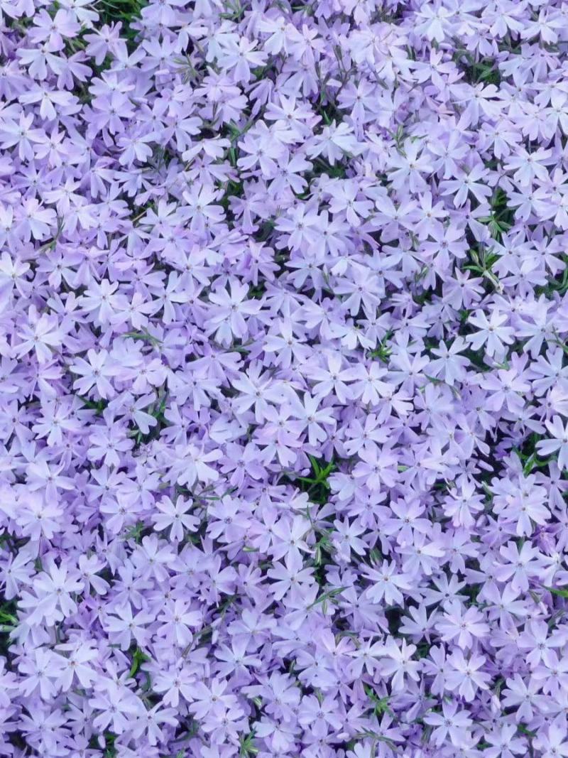芝樱花丛生福禄考基地直供货源充足诚信经营