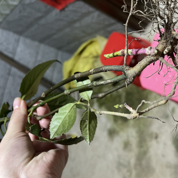 草珊瑚大量有货，新鲜货干货都有需要的老板放心下单
