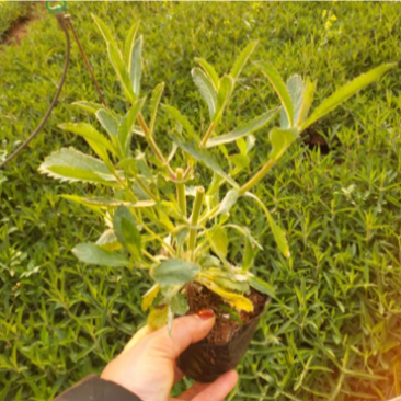 马鞭草柳叶马鞭草云南柳叶马鞭草种植销售