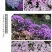 芝樱花丛生福禄考基地直供货源充足诚信经营