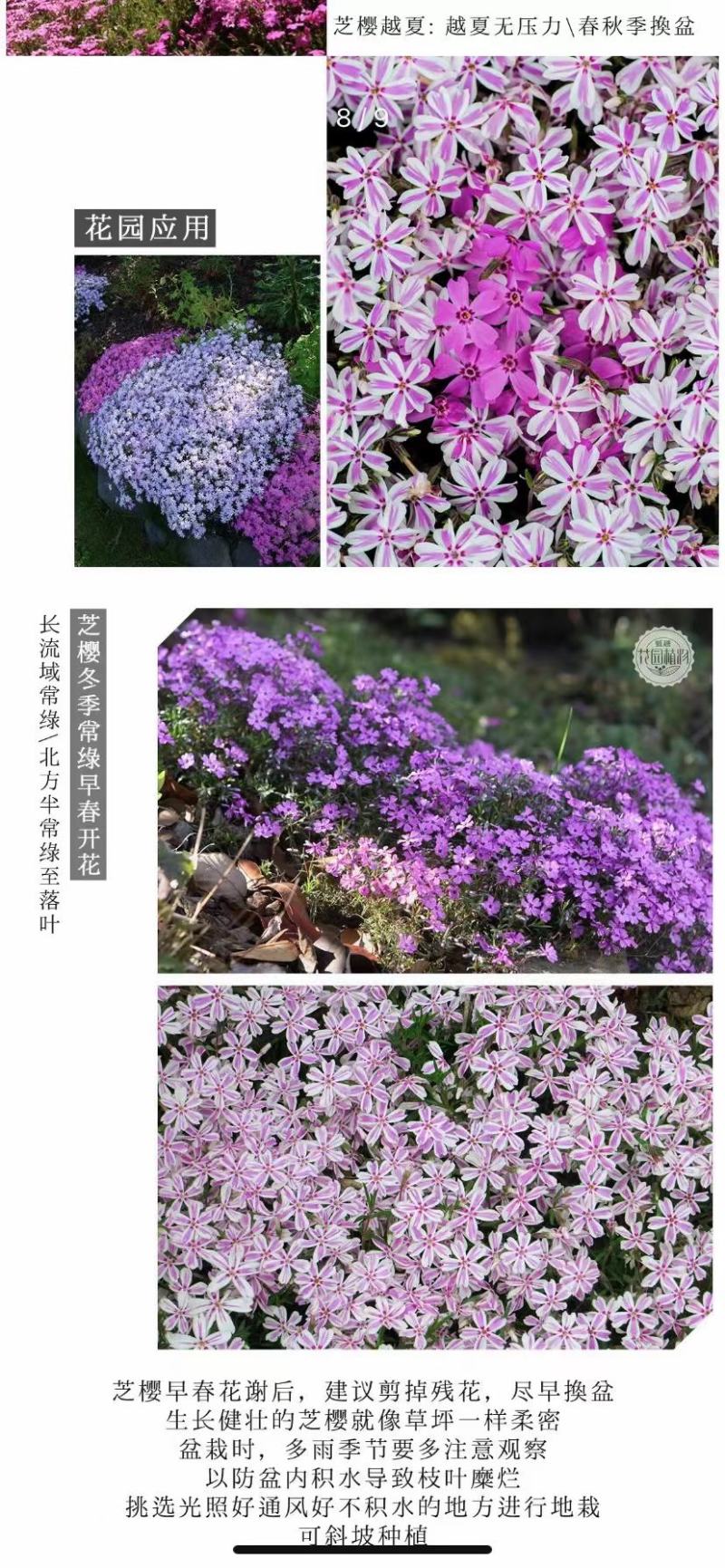 芝樱花丛生福禄考基地直供货源充足诚信经营
