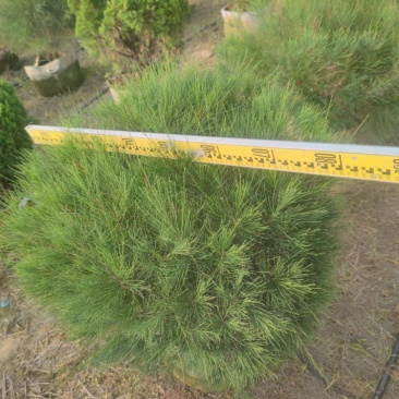 千头木麻黄绿植盆栽批发，基地直发，一手货源