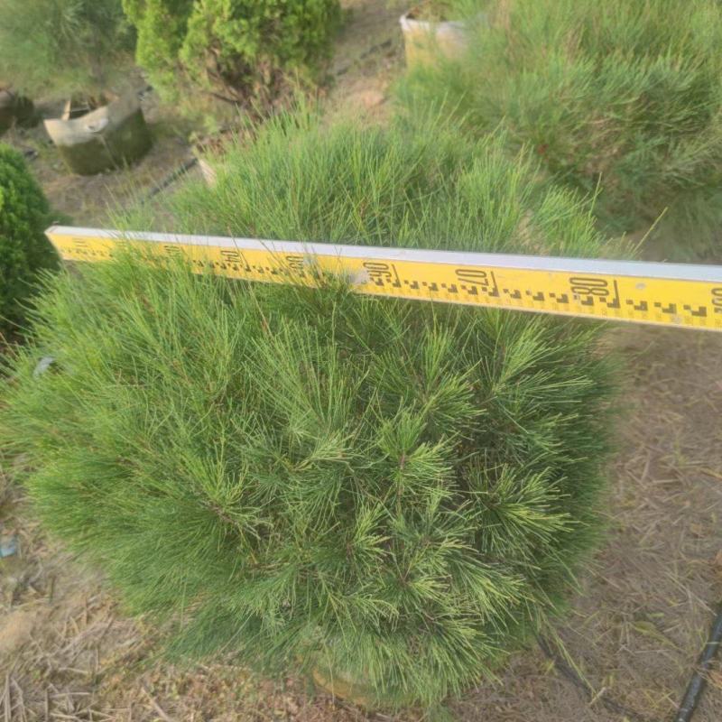 千头木麻黄绿植盆栽批发，基地直发，一手货源