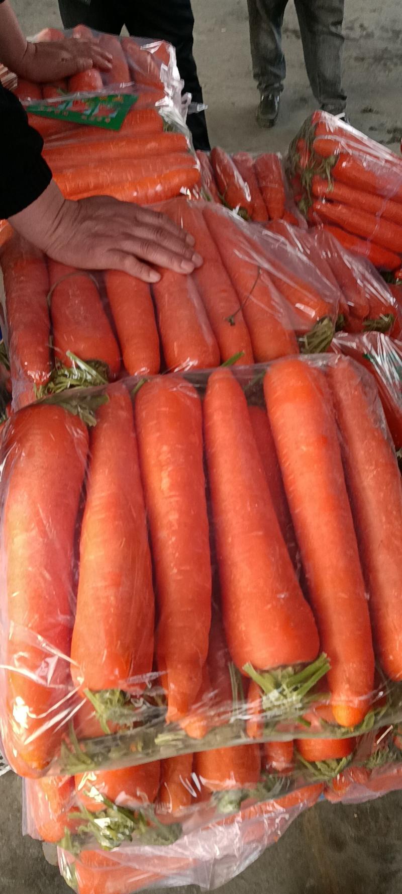 胡萝卜，精品分级别打包大条，中条小条，提供各种包装！