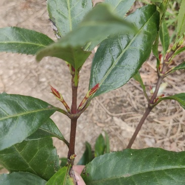 福建野生草珊瑚又名九节茶大量现货长期供应欢迎厂家合作