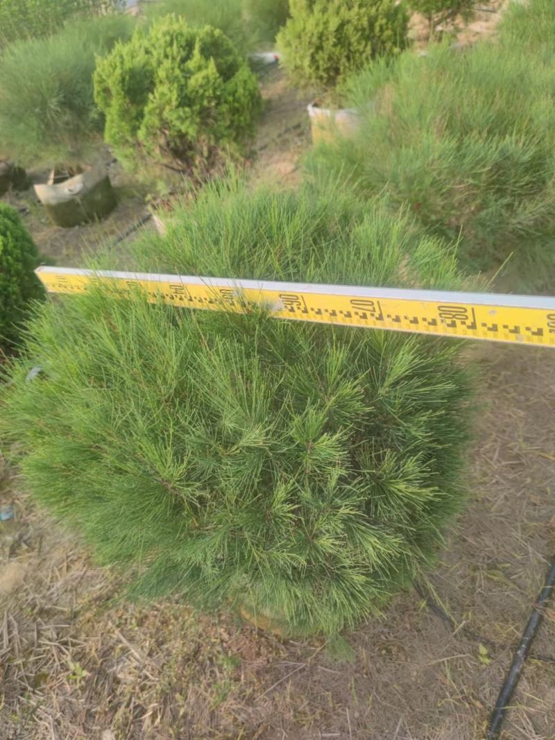 千头木麻黄绿植盆栽批发，基地直发，一手货源