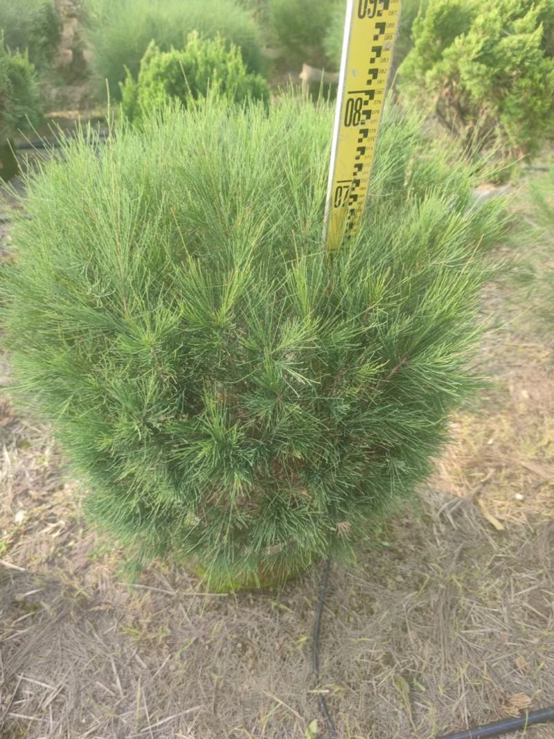千头木麻黄绿植盆栽批发，基地直发，一手货源
